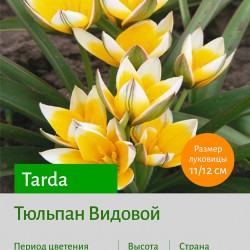 Тюльпан Видовой тюльпан (spec.) Tarda